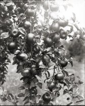 Apples, Apple Blossom 1925